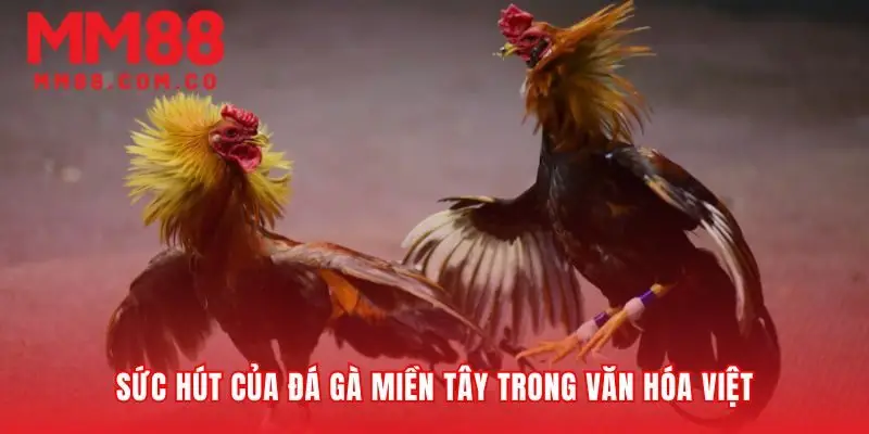 Linh hồn của đá gà miền tây trong văn hóa Nam Bộ