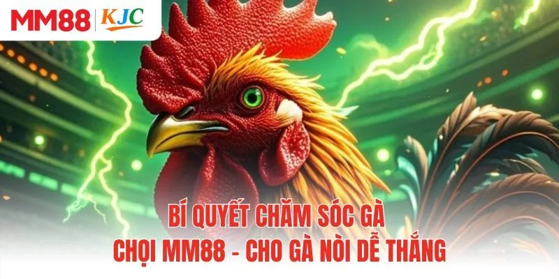 Bí Quyết Chăm Sóc Gà Chọi MM88 - Cho Gà Nòi Dễ Thắng