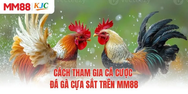 Cách tham gia cá cược đá gà cựa sắt trên MM88