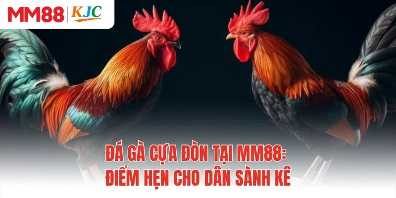 Đá Gà Cựa Đòn Tại MM88: Điểm Hẹn Cho Dân Sành Kê