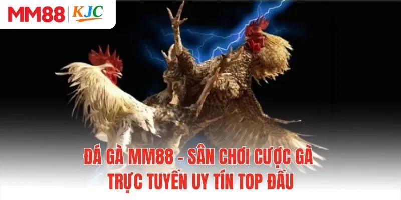 Đá Gà MM88 - Sân Chơi Cược Gà Trực Tuyến Uy Tín TOP Đầu