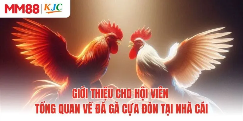 Giới thiệu cho hội viên tổng quan về đá gà cựa đòn tại nhà cái