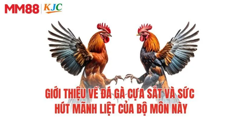 Giới thiệu về đá gà cựa sắt và sức hút mãnh liệt của bộ môn này