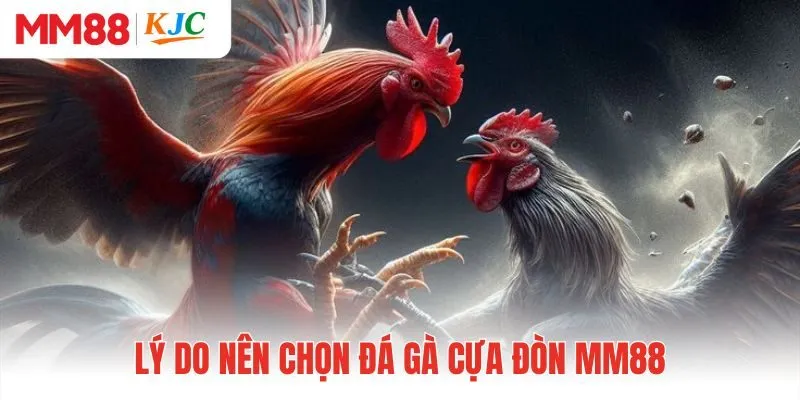 Lý do nên chọn đá gà cựa đòn MM88 