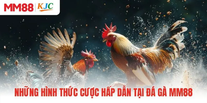 Những hình thức cược hấp dẫn tại đá gà MM88