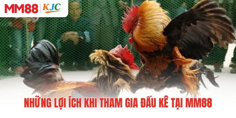 Những lợi ích khi tham gia đấu kê tại MM88 