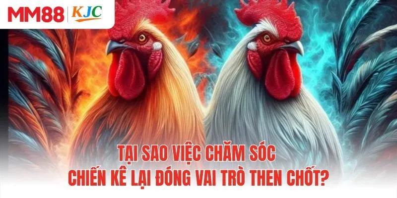 Tại sao việc chăm sóc chiến kê lại đóng vai trò then chốt?